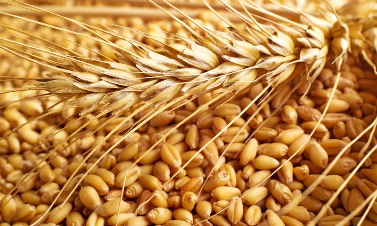 غرفة صناعة الحبوب تكشف لـ«الأسبوع» عن أسعار القمح والمخزون المحلي